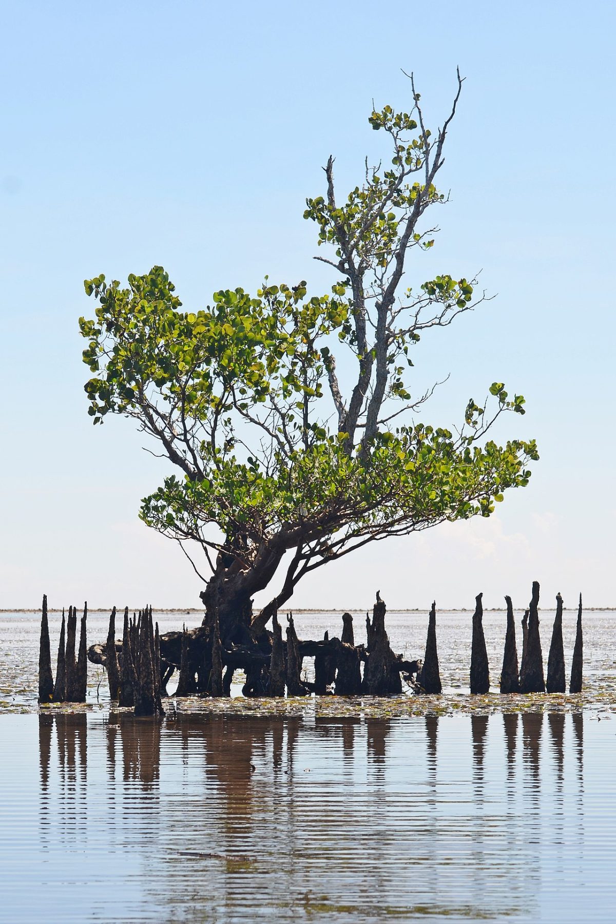 Mangroves and the Moon’s Maximum